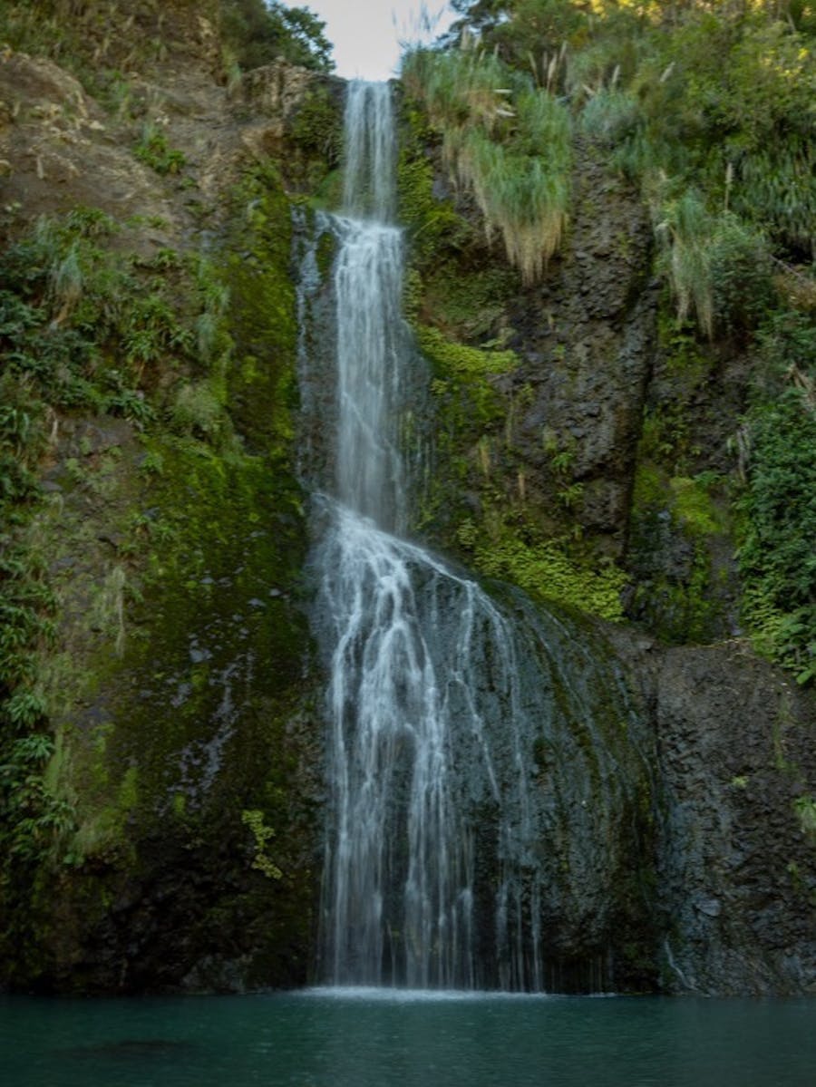 Cascade Kauri